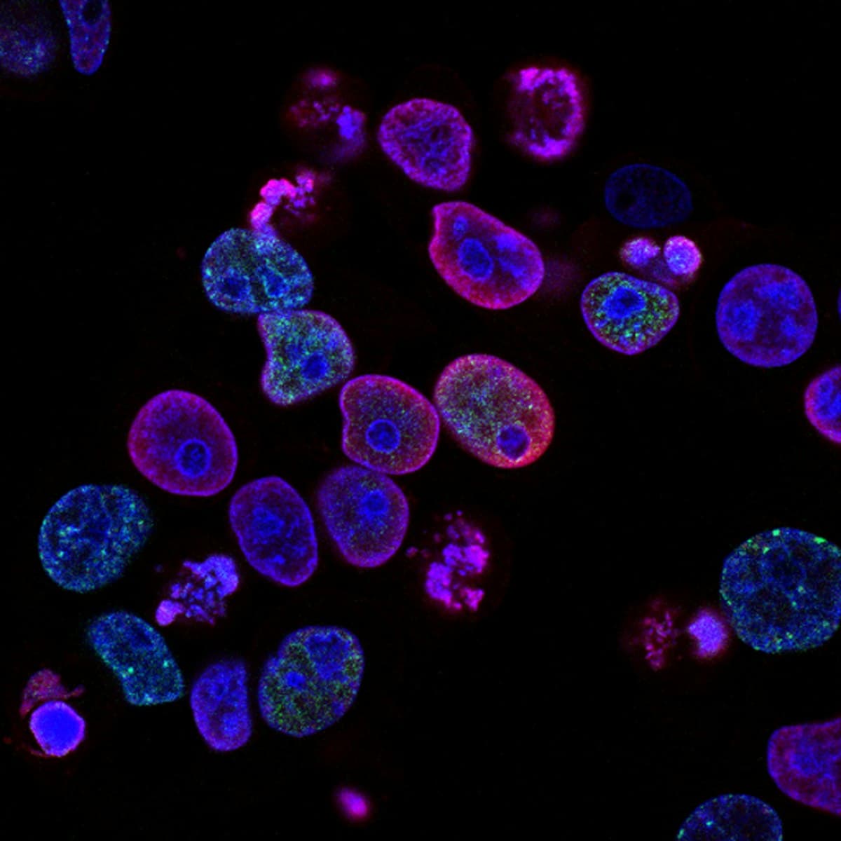 NAD+ und mitochondriale Funktion: Was die Forschung 2026 zeigt