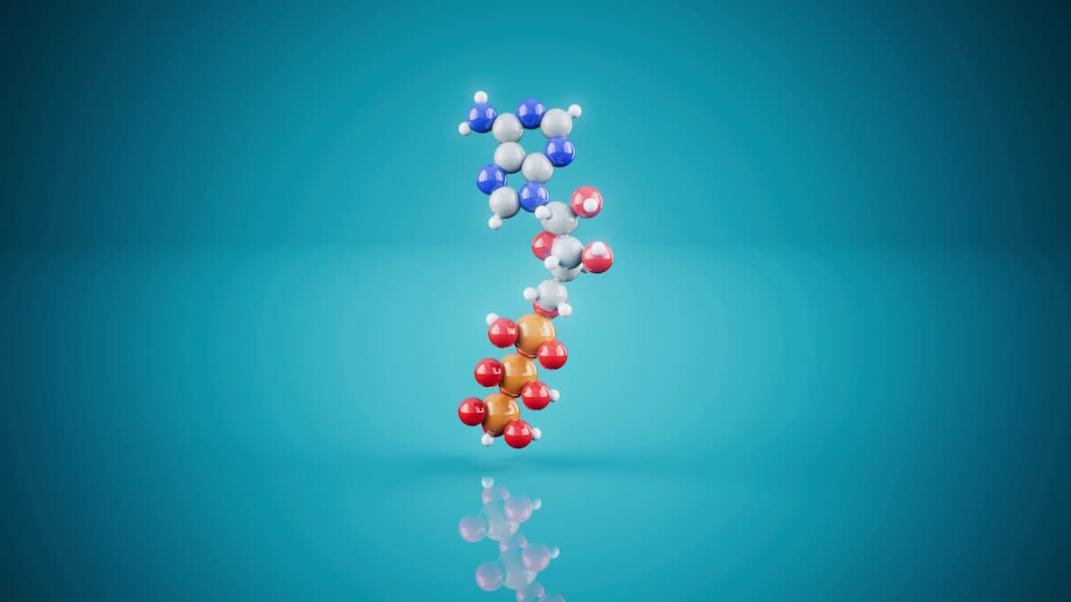 NAD+: Das Schlüsselmolekül für Zellenergie und Longevity