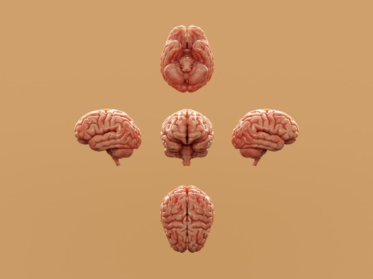 Semax: Das neuroprotektive ACTH-Analogon in der Forschung