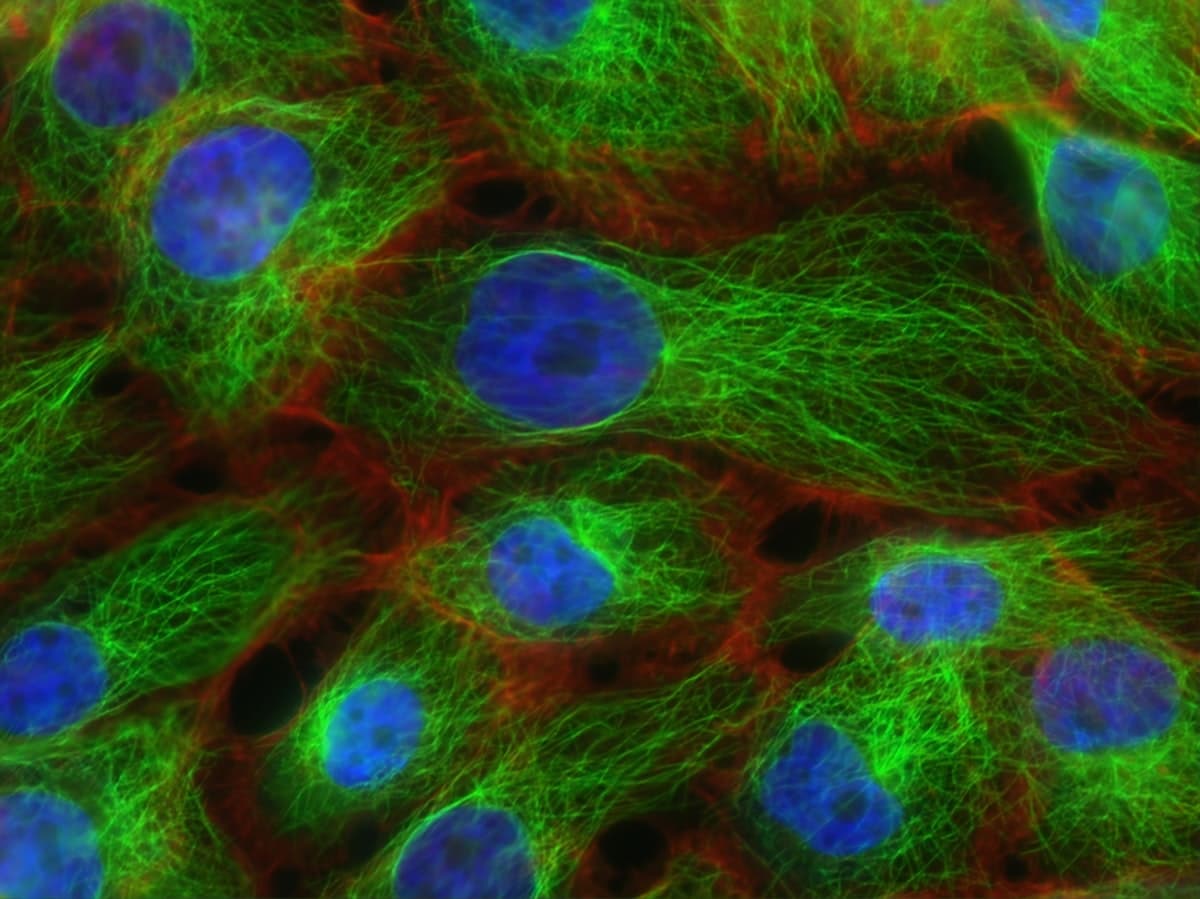 TB-500: Thymosin Beta-4 Fragment in der Regenerationsforschung